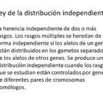 ¿Cómo se heredan los genes de pelo rizado? como-se-heredan-los-genes-de-pelo-rizado