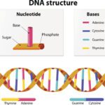 ¿Cuánto ADN comparten padres e hijos? cuanto-adn-comparten-padres-e-hijos