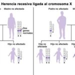 ¿Quién aporta más genes el padre o la madre? quien-aporta-mas-genes-el-padre-o-la-madre